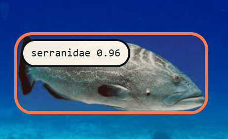 Grouper (Serranidae) detection reference