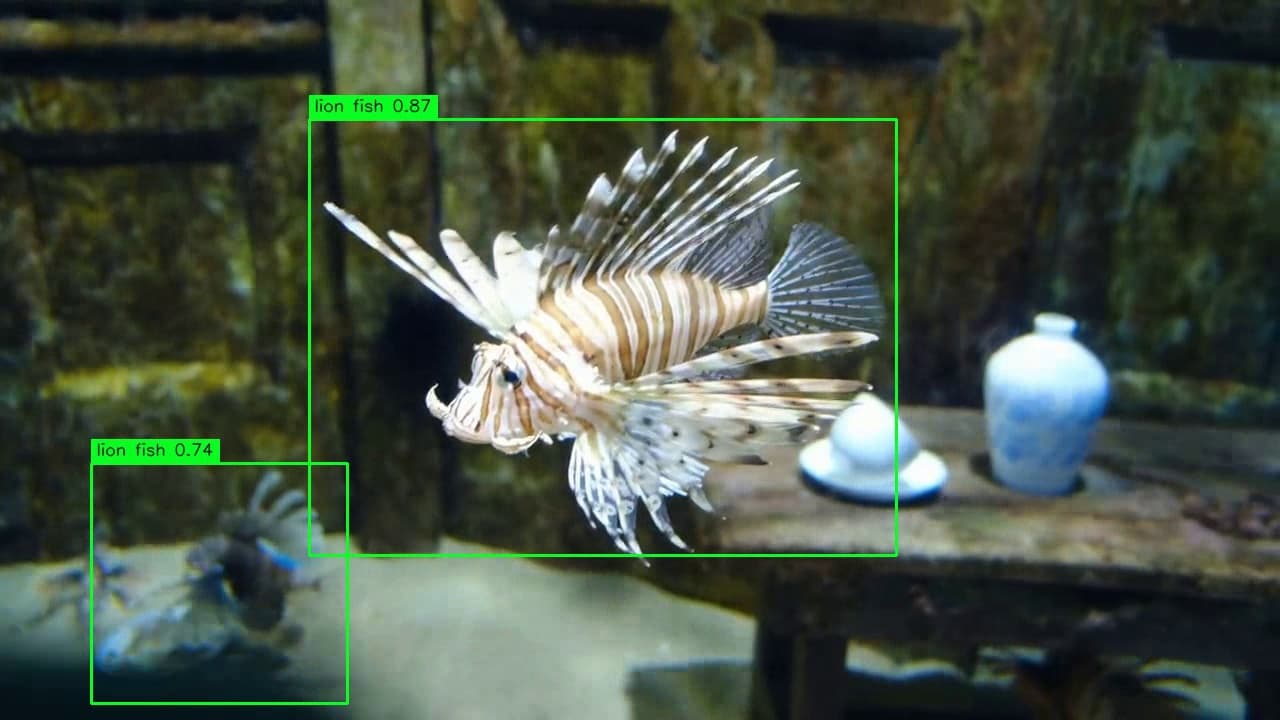 Lionfish detection reference