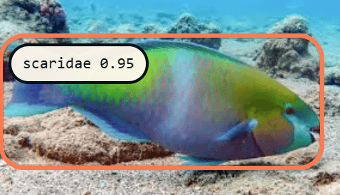 Parrotfish (Scaridae) detection reference