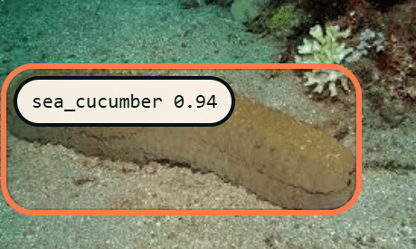 Sea Cucumber detection reference