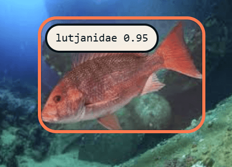Snapper (Lutjanidae) detection reference