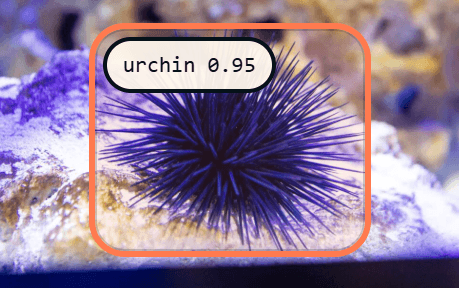 Urchin detection reference